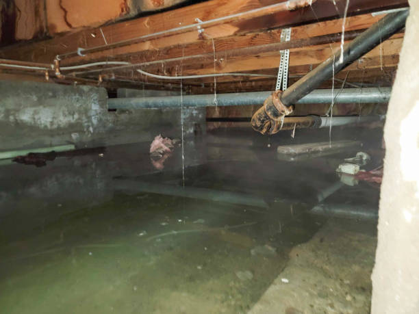 Best Ceiling water damage repair  in Binghamton University, NY